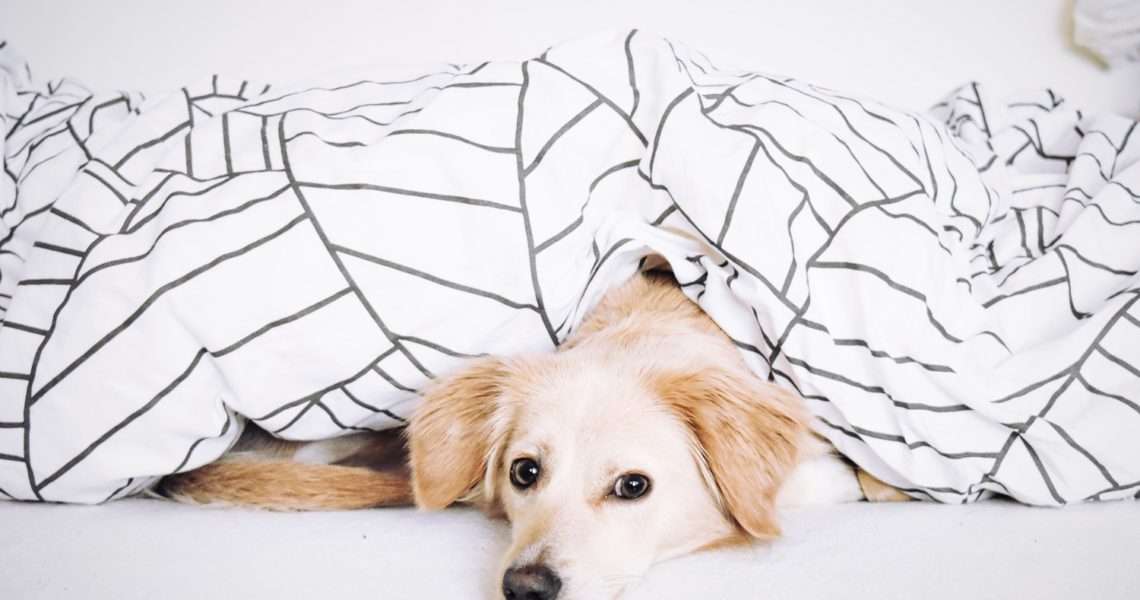 Comforters
